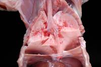 Respiration du lapin - aspect des poumons lors d'une inspiration (cage thoracique ouverte)